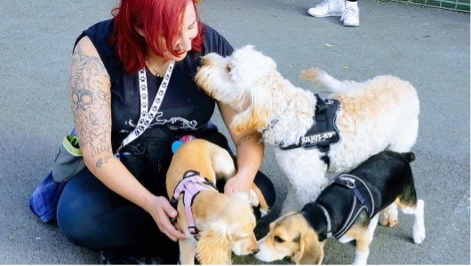 遛狗者、狗保姆和犬類訓練師的黃金時期