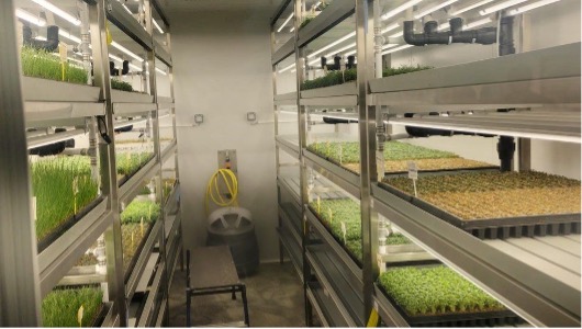 英國貝德福德垂直農場幫助國家糧食穩定