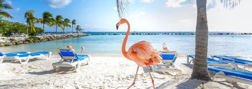 COVID-19大流行期間前往阿魯巴的旅行要比幾個月前在美國旅行更安全｜新型冠狀病毒肺炎(COVID-19)